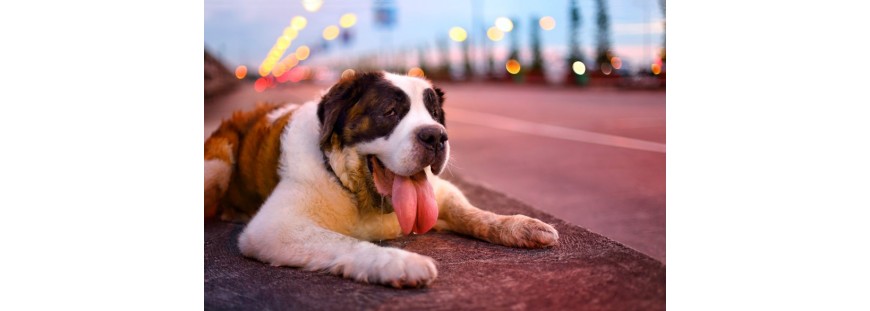 Los mejores bebederos para tu perro